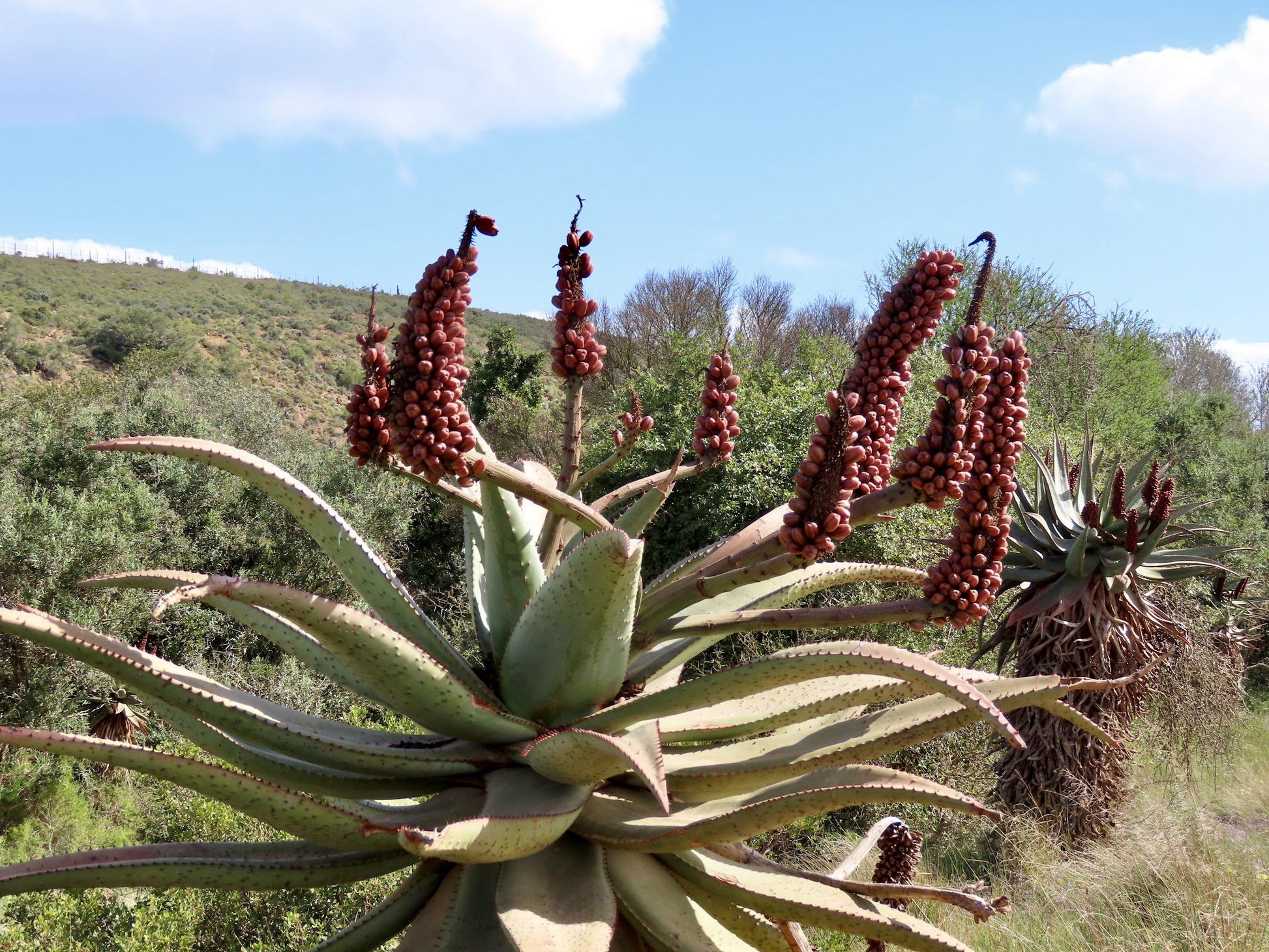  Bontebok National Park