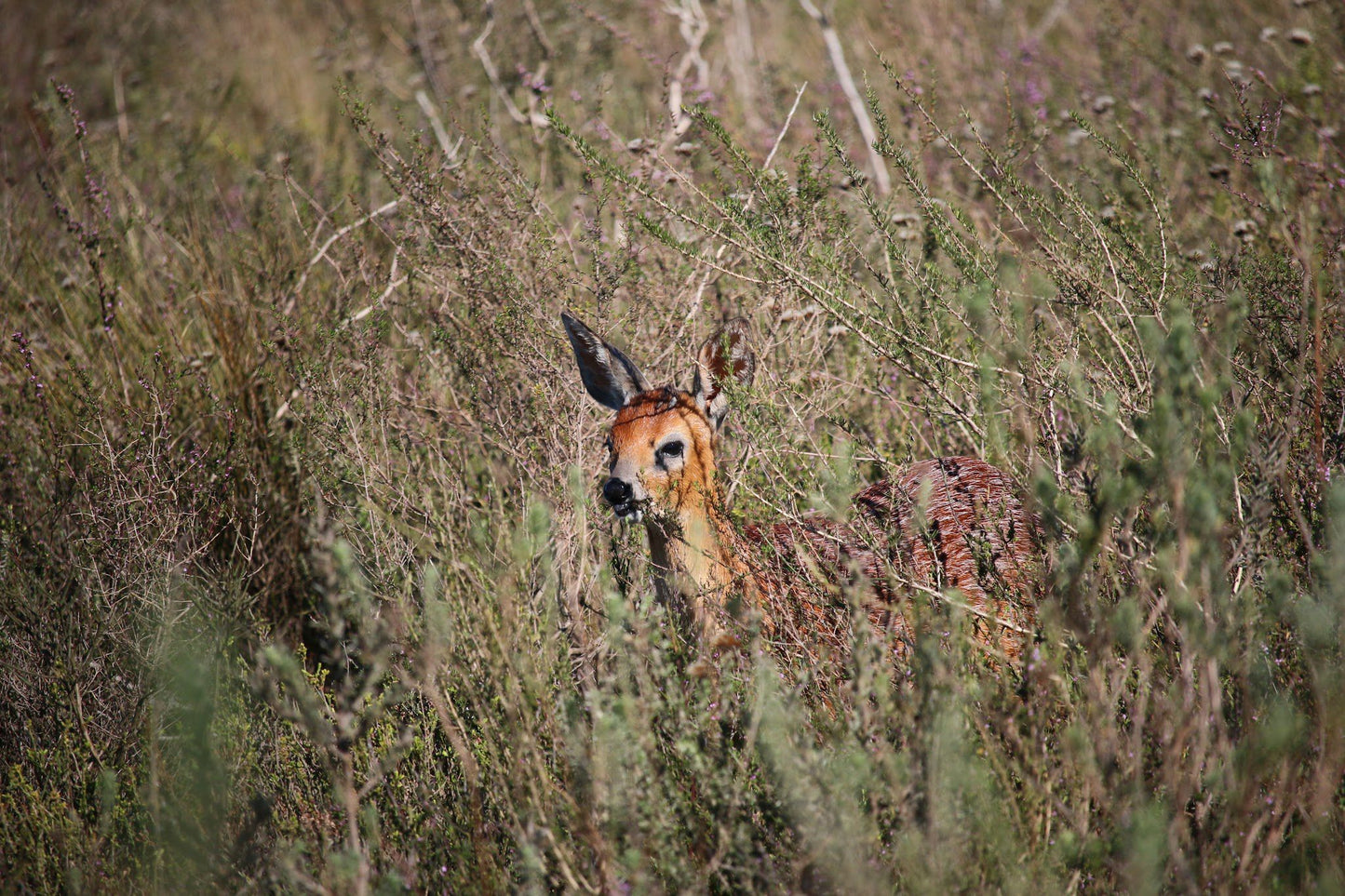  Bontebok National Park