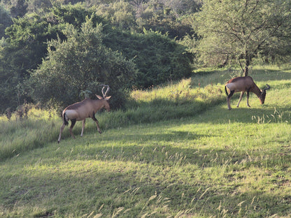  Bontebok National Park