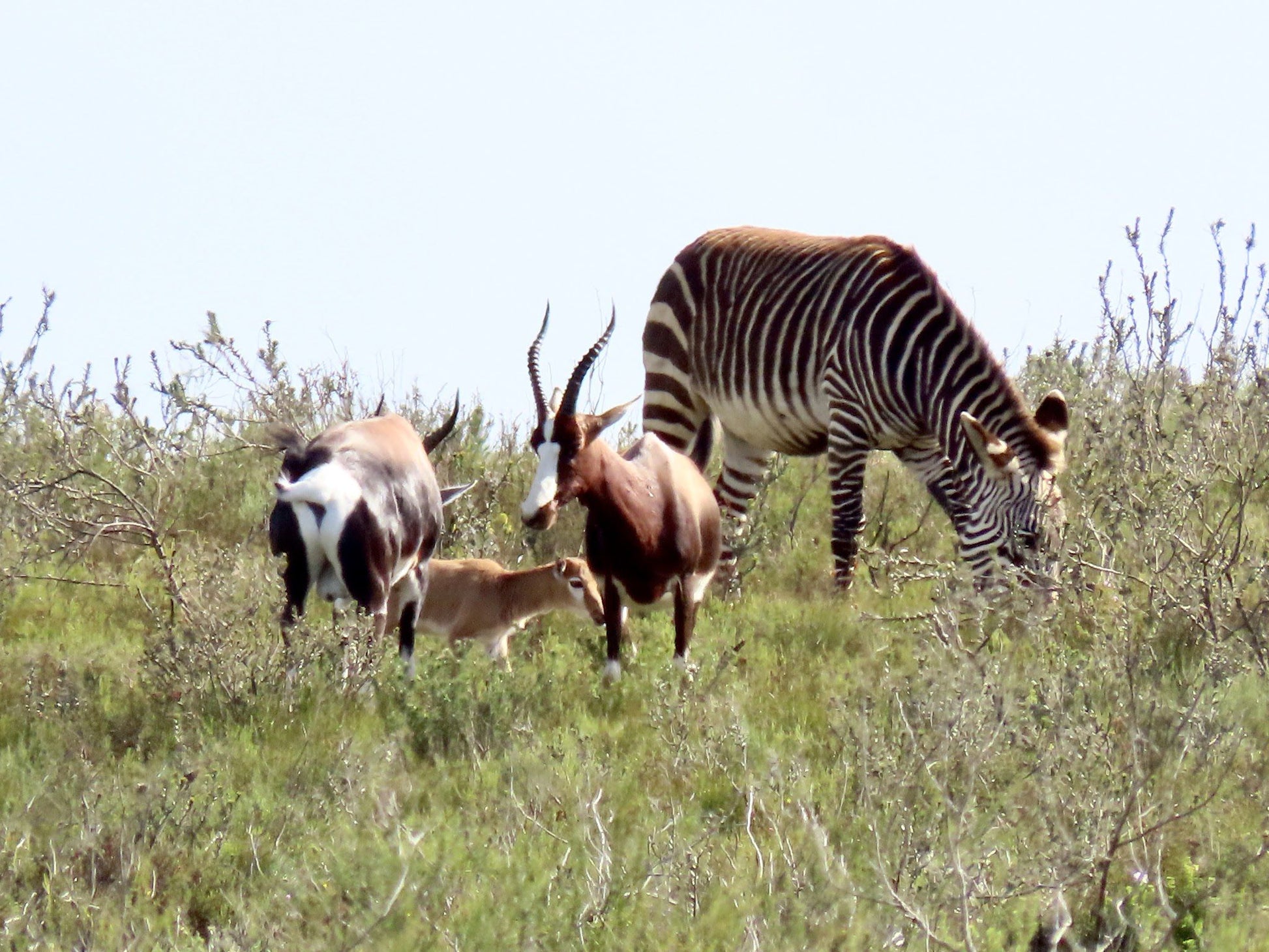  Bontebok National Park