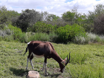  Bontebok National Park