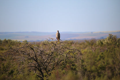  Bontebok National Park