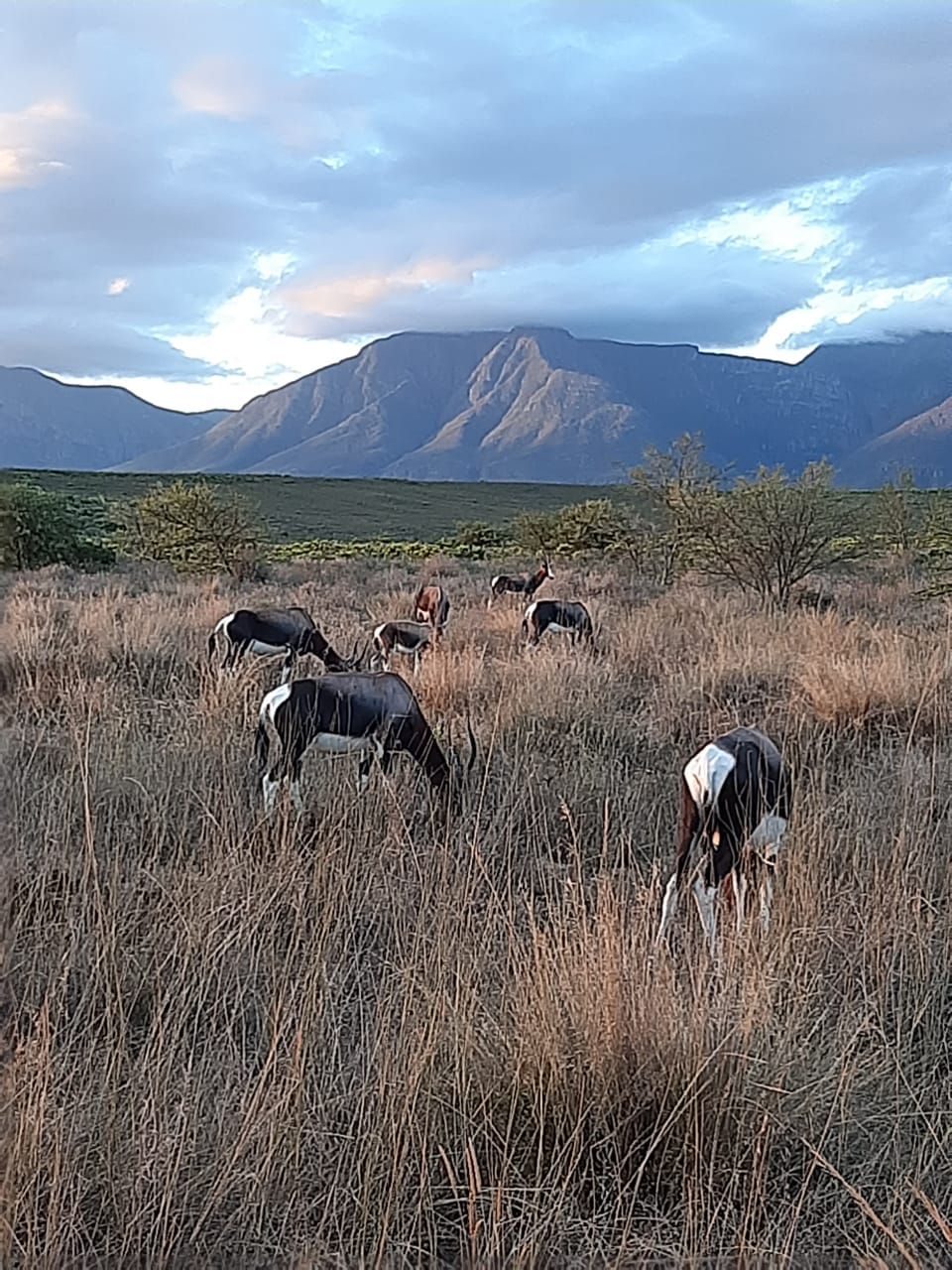  Bontebok National Park