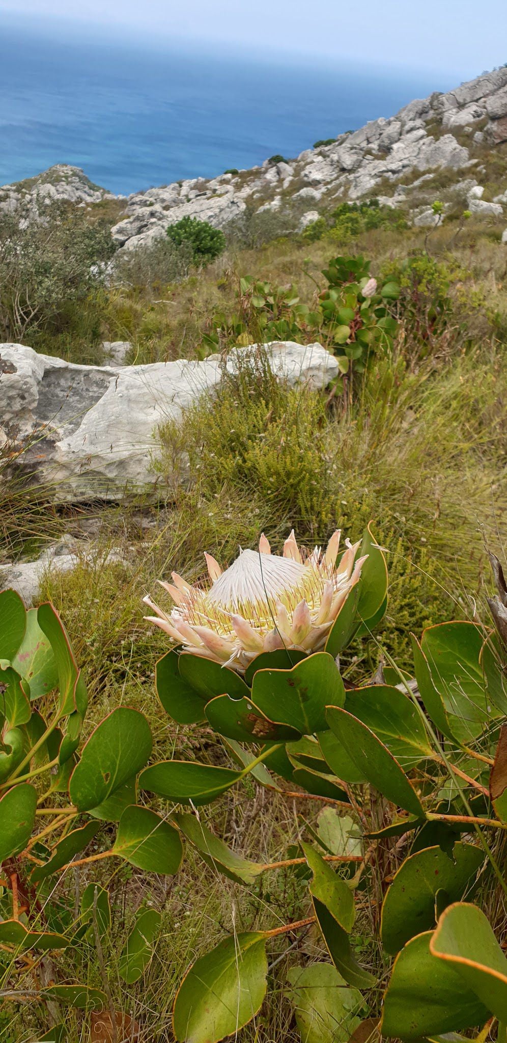  Boomslang Cave Entrance