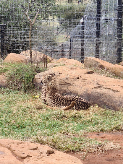  Boskoppie Lion And Tiger Reserve