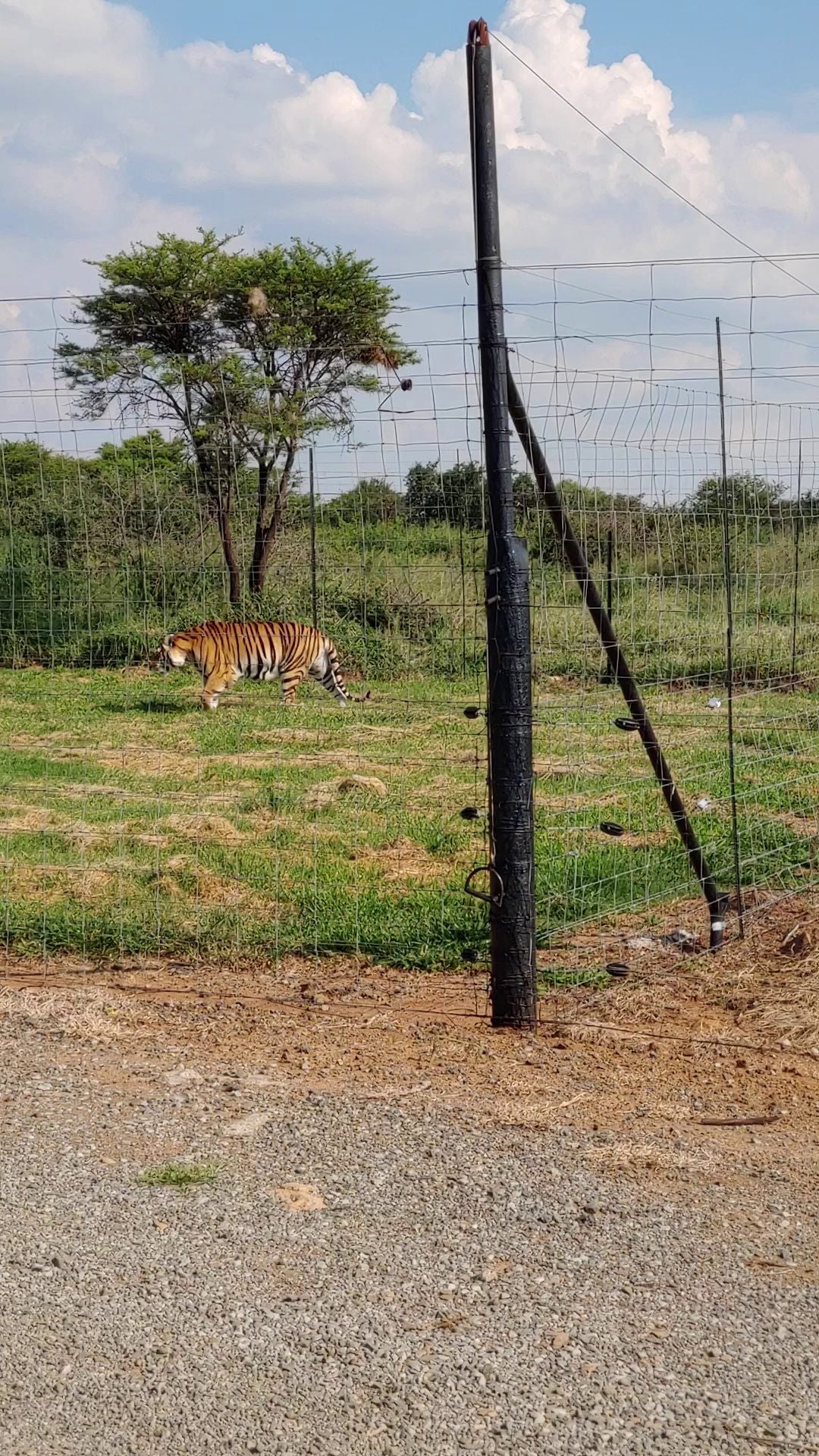  Boskoppie Lion And Tiger Reserve