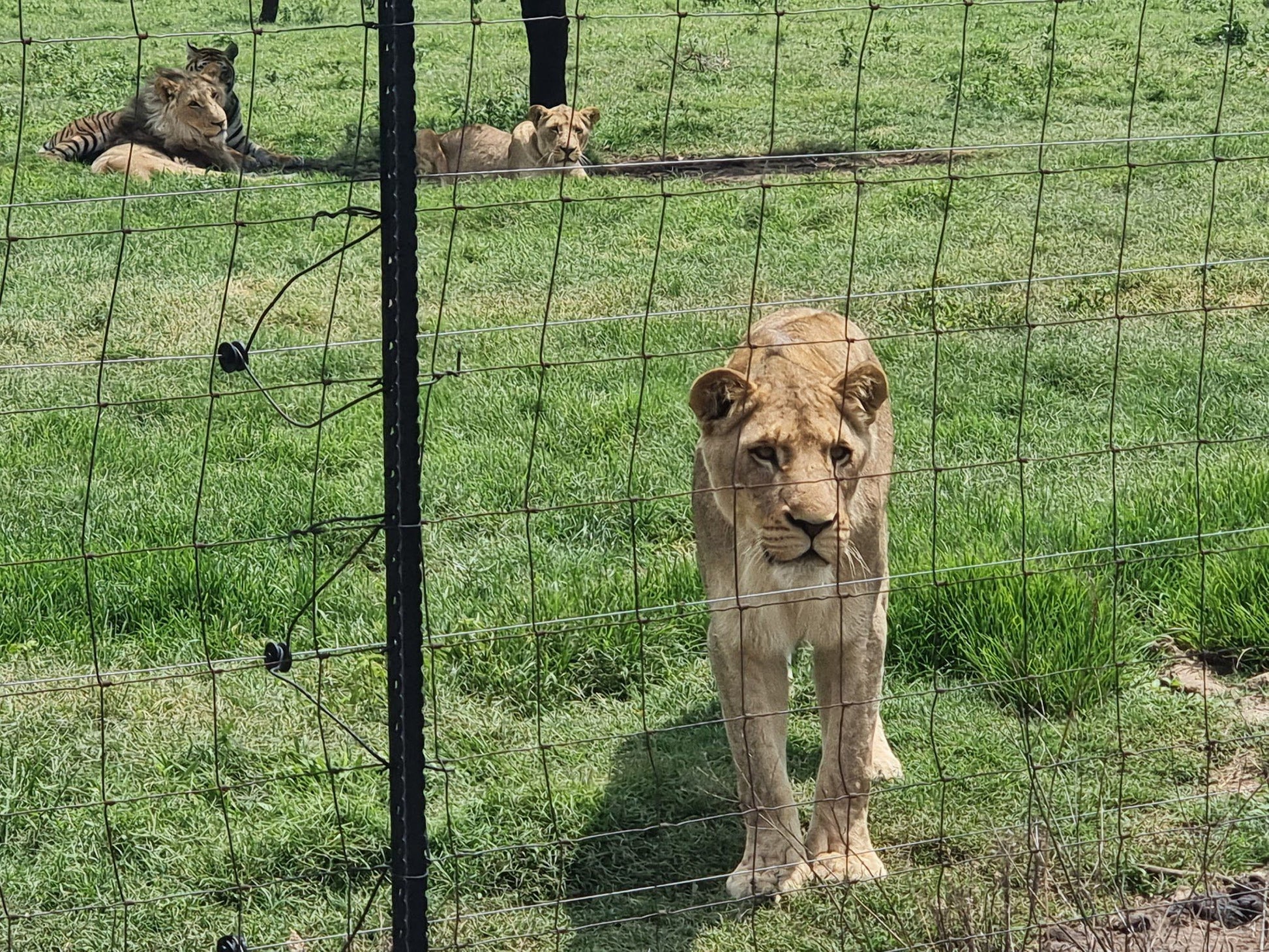  Boskoppie Lion And Tiger Reserve