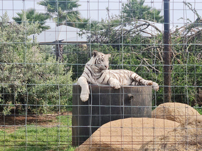  Boskoppie Lion And Tiger Reserve