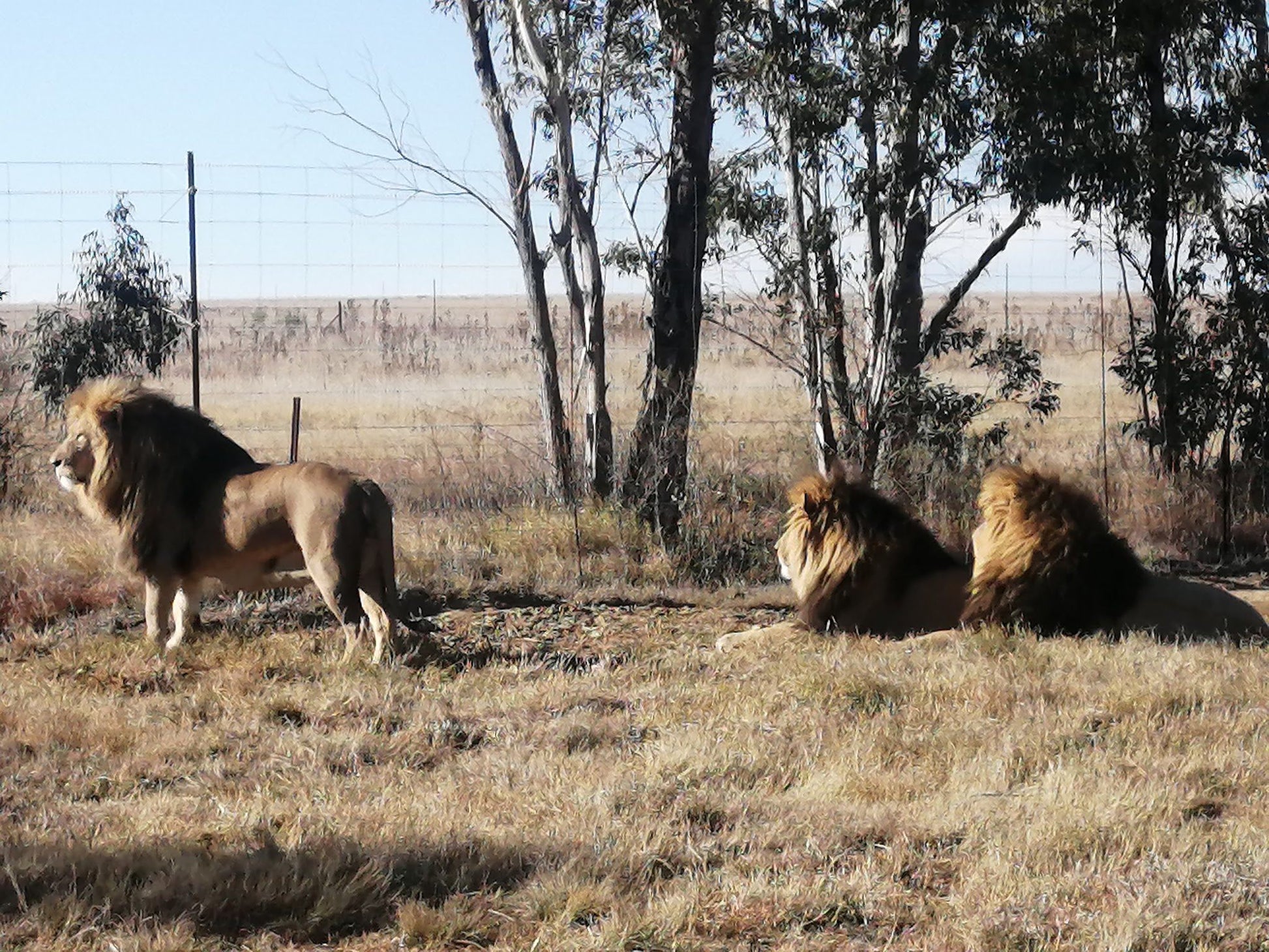  Boskoppie Lion And Tiger Reserve