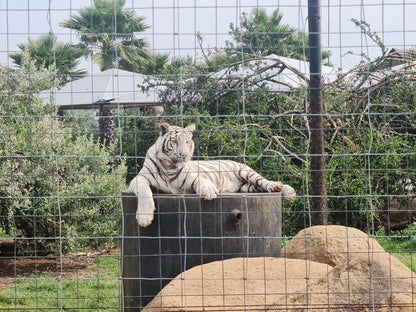  Boskoppie Lion And Tiger Reserve