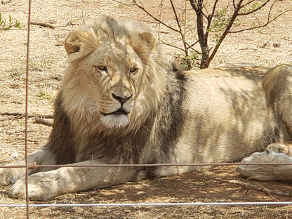  Boskoppie Lion And Tiger Reserve