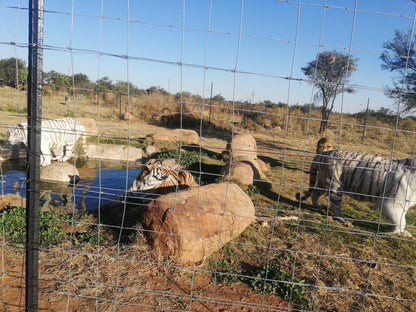  Boskoppie Lion And Tiger Reserve