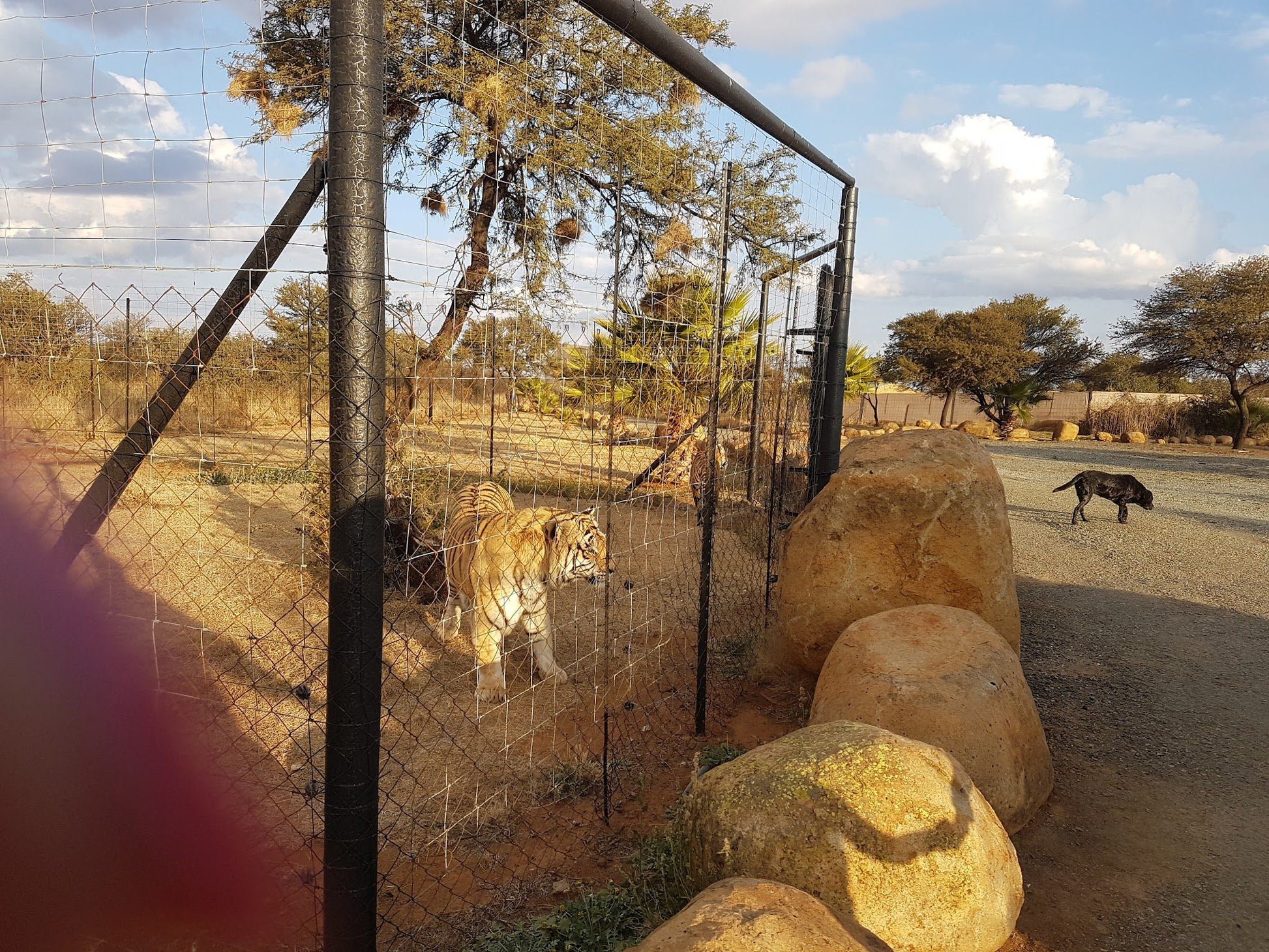  Boskoppie Lion And Tiger Reserve