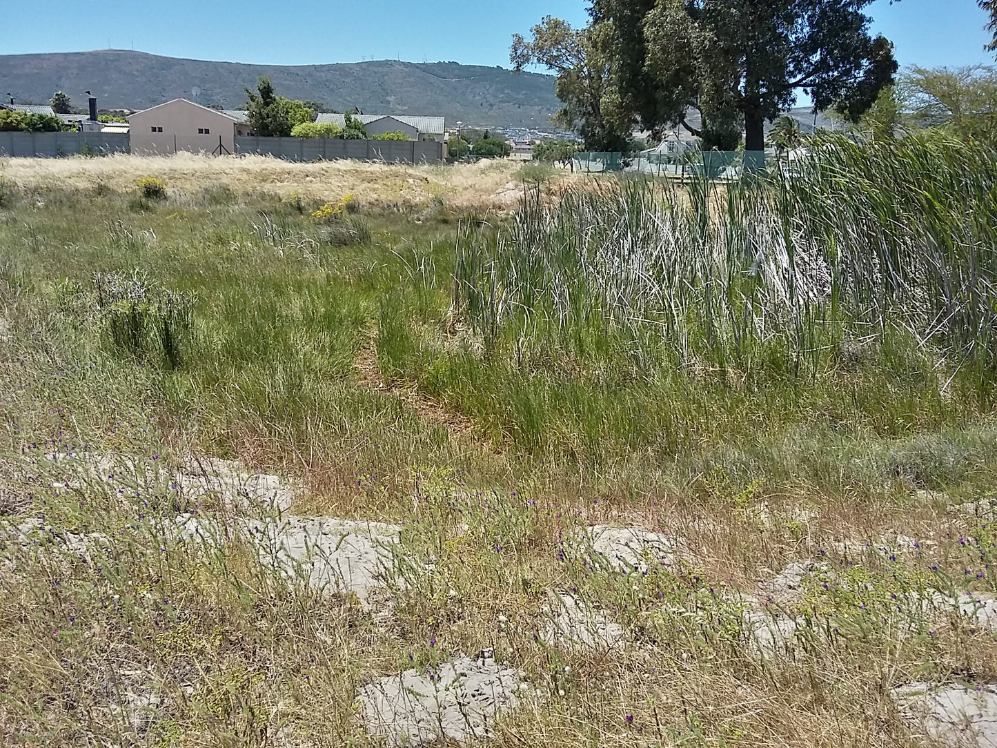  Bothasig Fynbos Nature Reserve