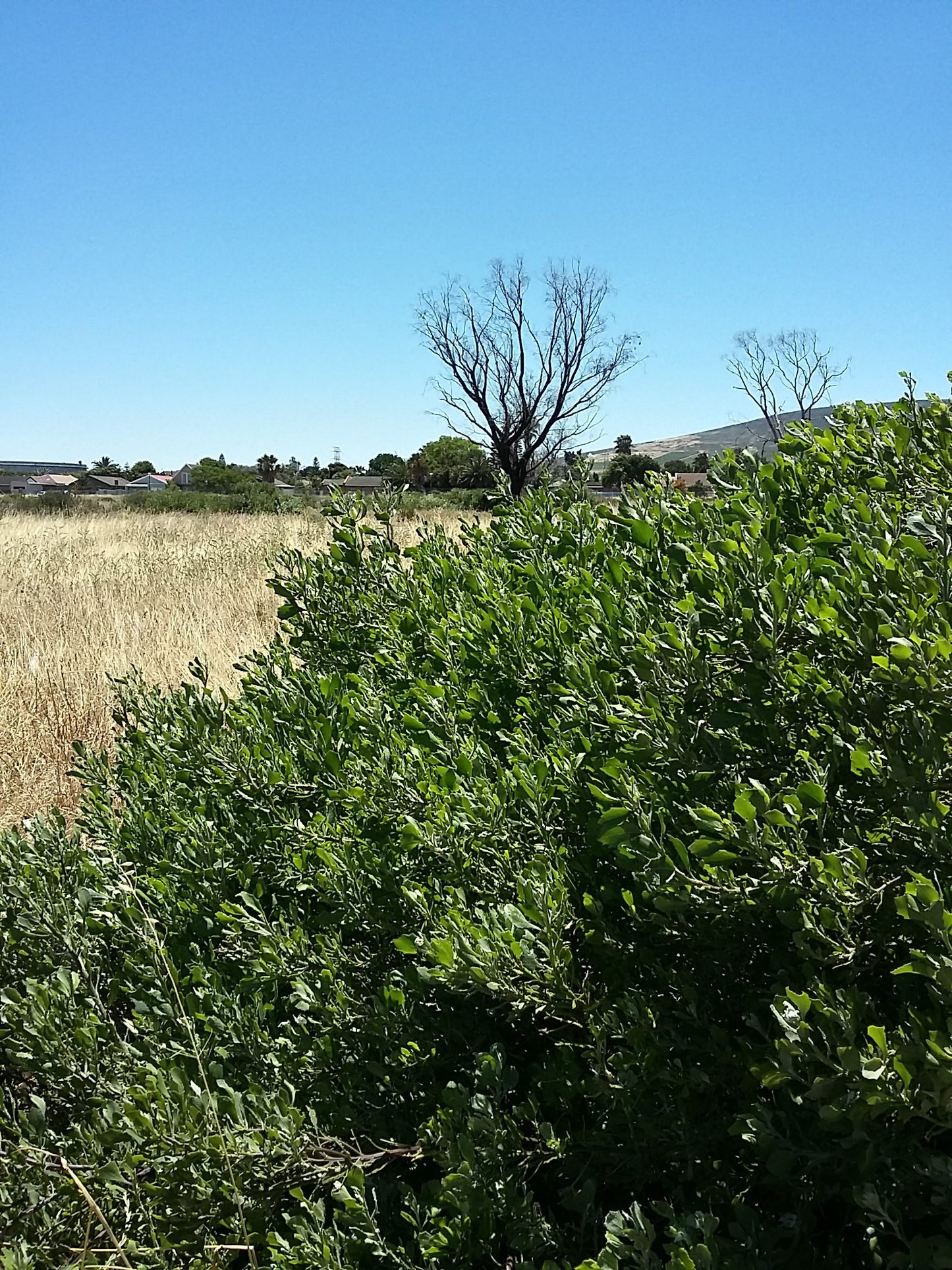  Bothasig Fynbos Nature Reserve