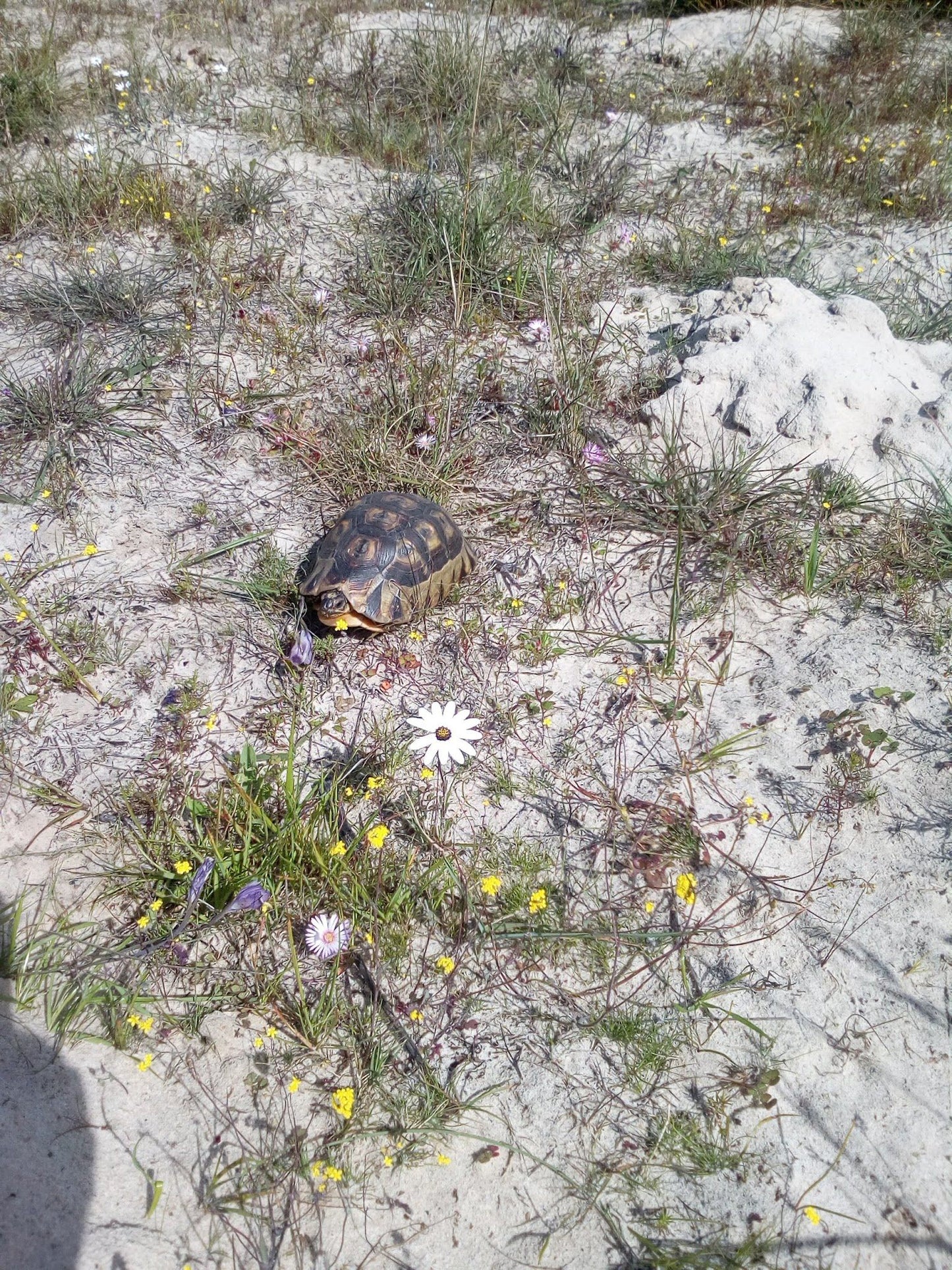  Bothasig Fynbos Nature Reserve