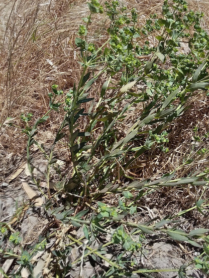  Bothasig Fynbos Nature Reserve