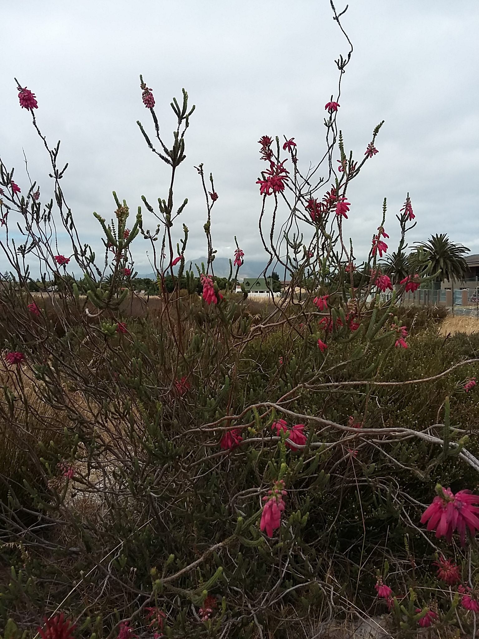  Bothasig Fynbos Nature Reserve