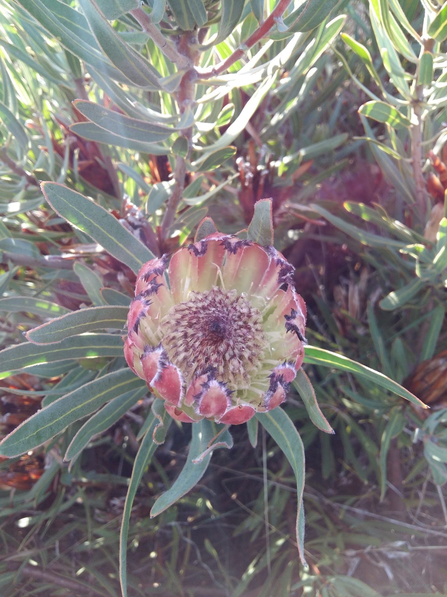  Bothasig Fynbos Nature Reserve