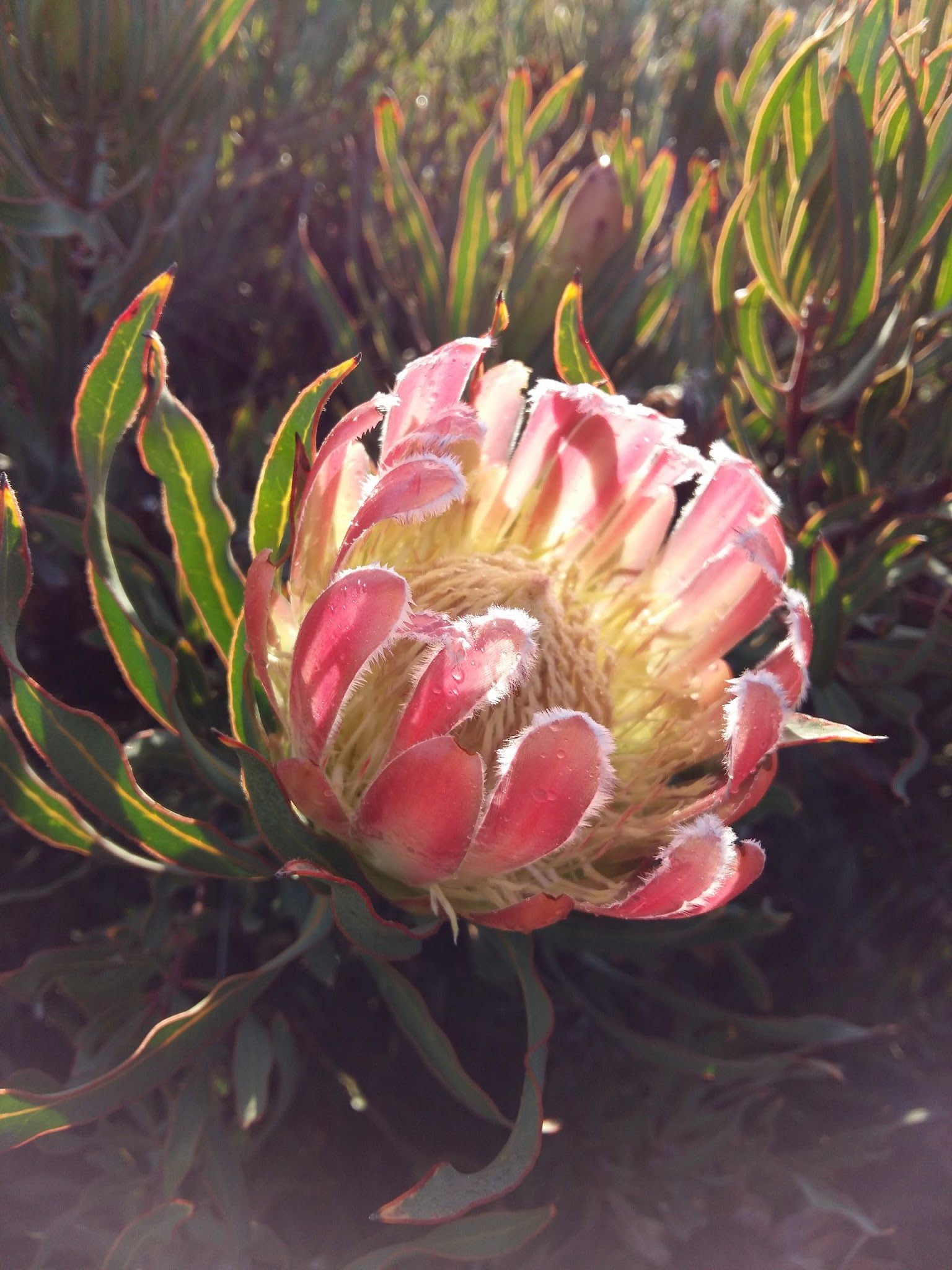  Bothasig Fynbos Nature Reserve