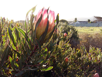  Bothasig Fynbos Nature Reserve