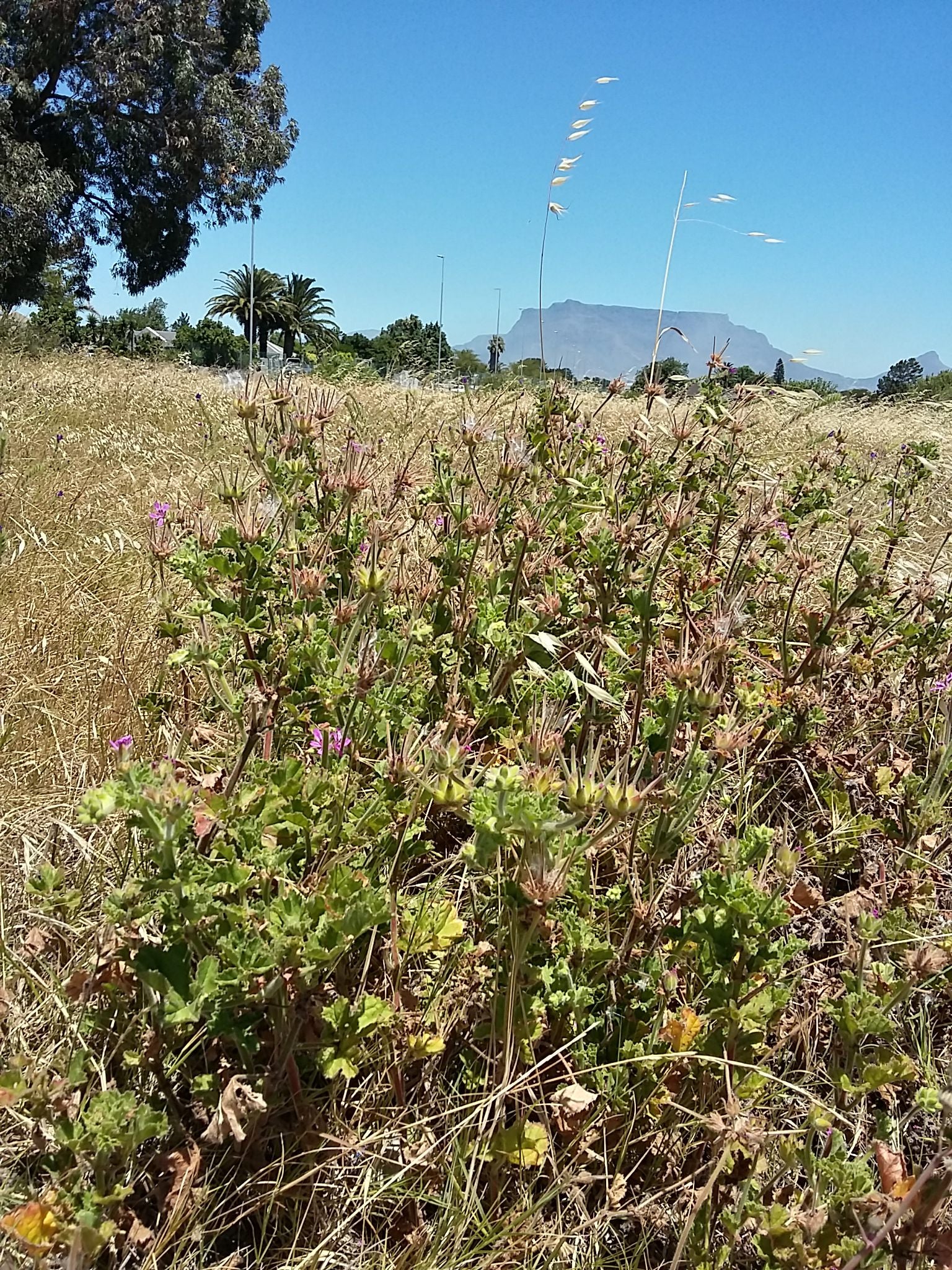  Bothasig Fynbos Nature Reserve