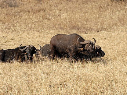  Bothongo Rhino & Lion Nature Reserve