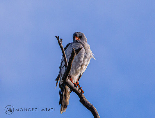  Botsalano Game Reserve