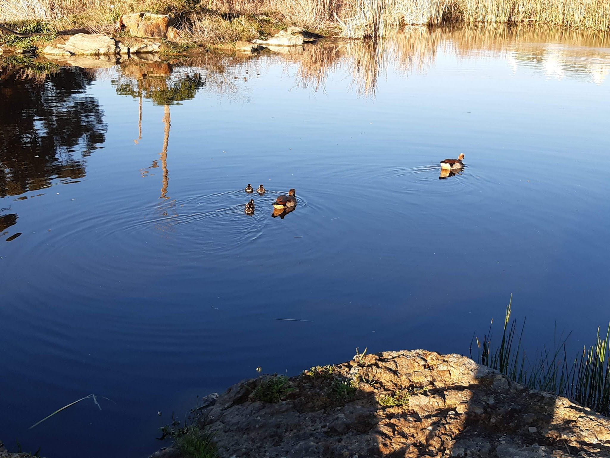  Botterblom Nature Reserve