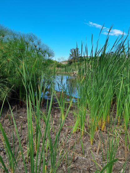  Botterblom Nature Reserve