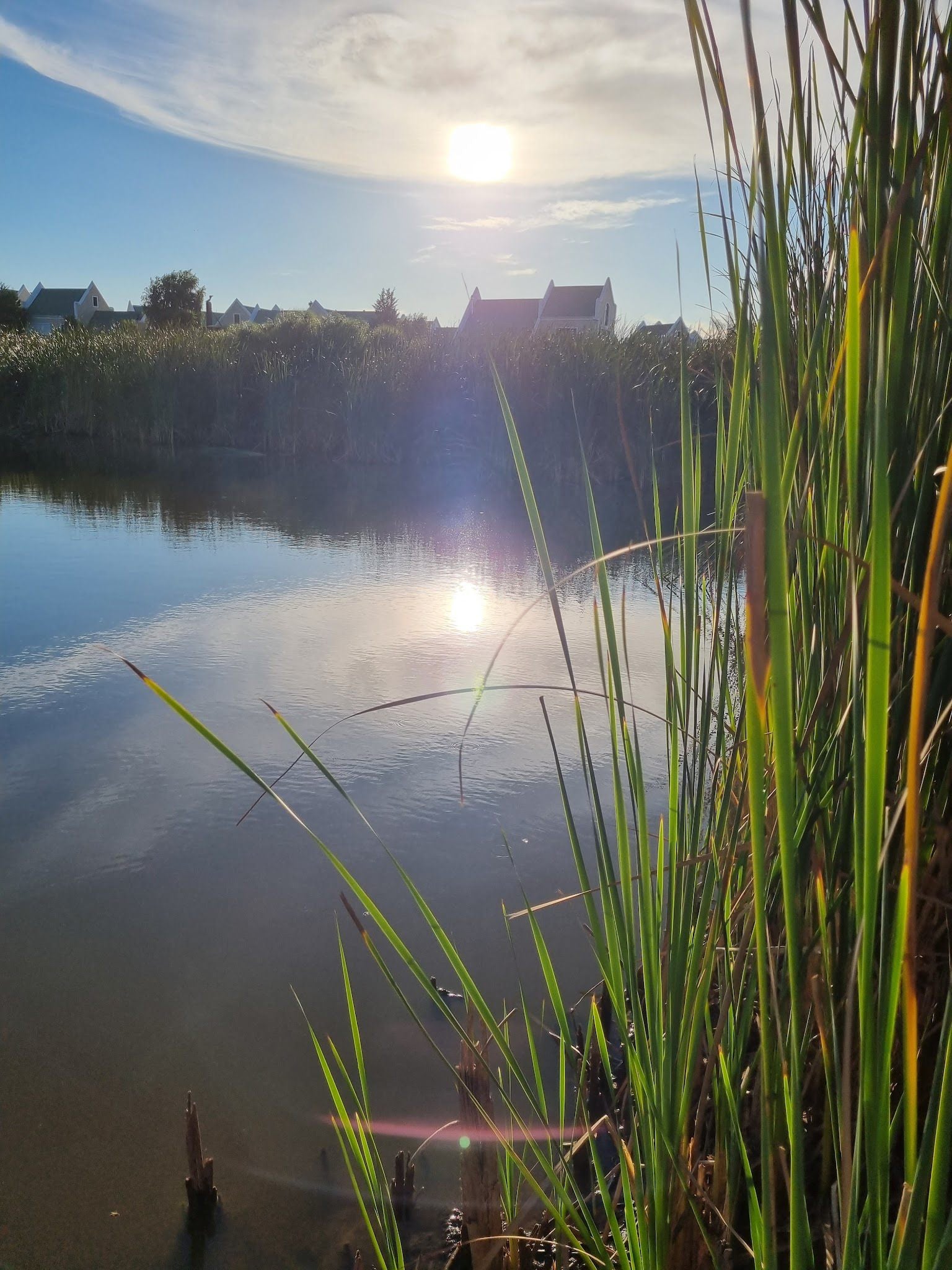  Botterblom Nature Reserve