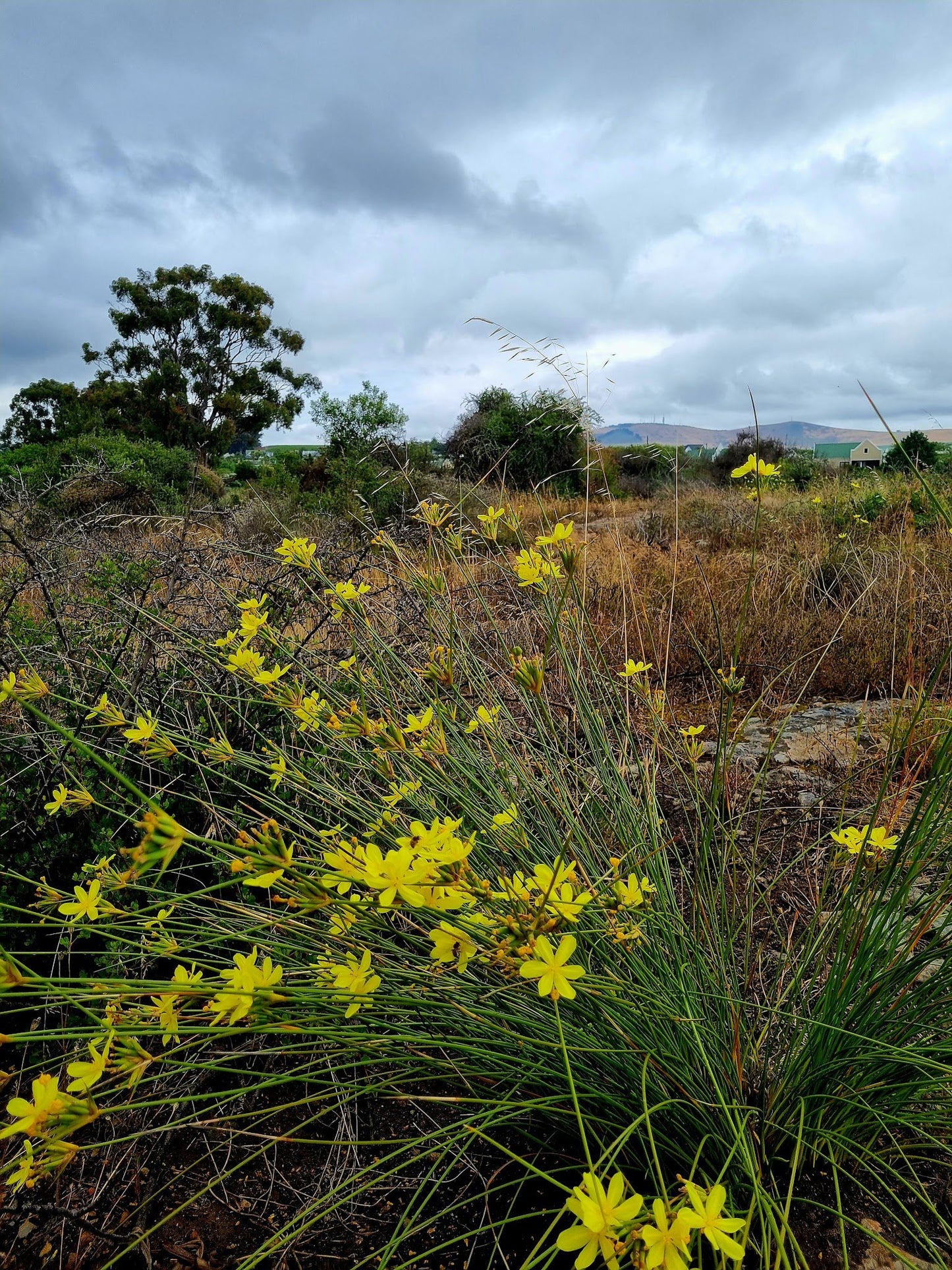  Botterblom Nature Reserve