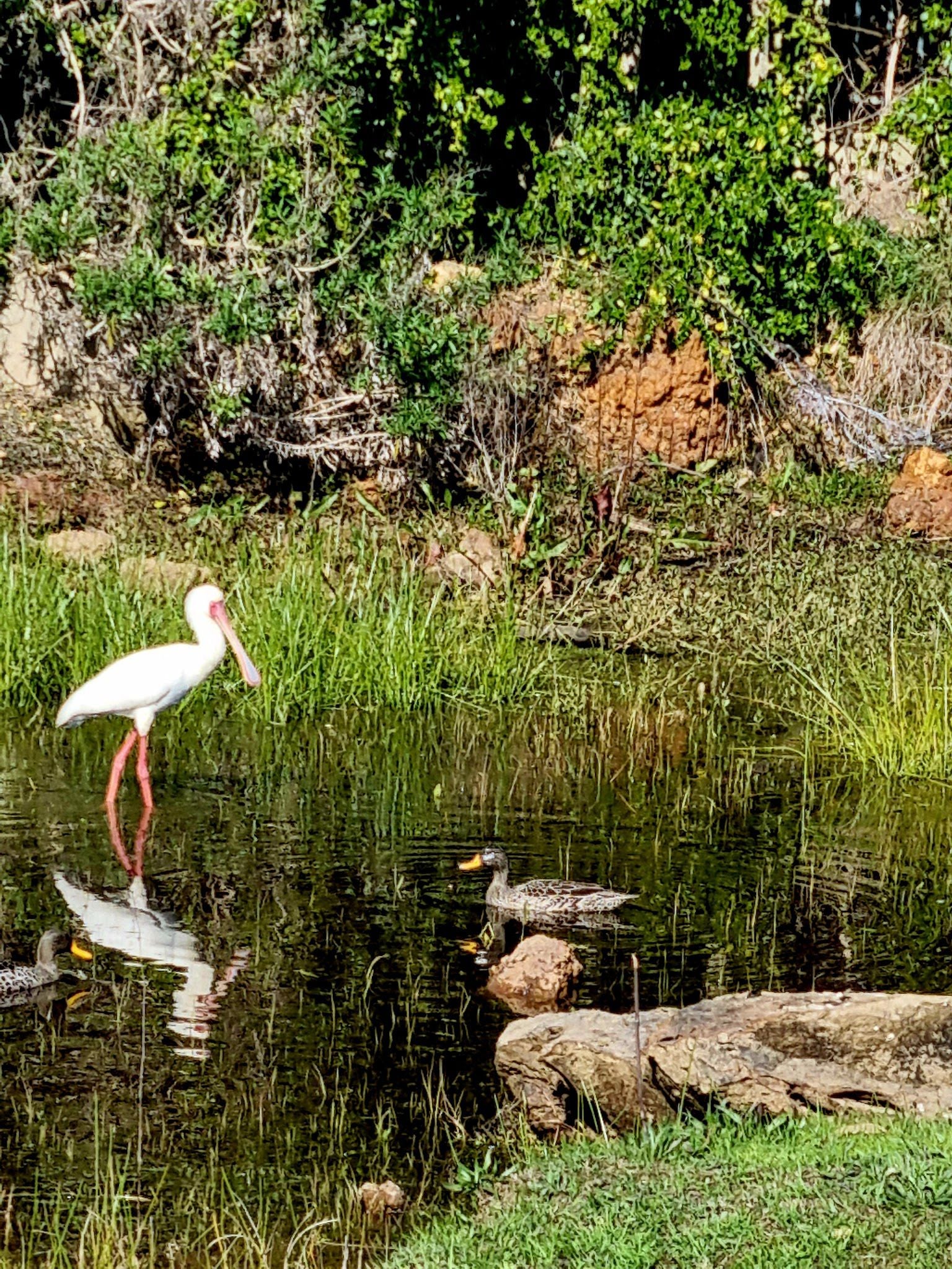  Botterblom Nature Reserve