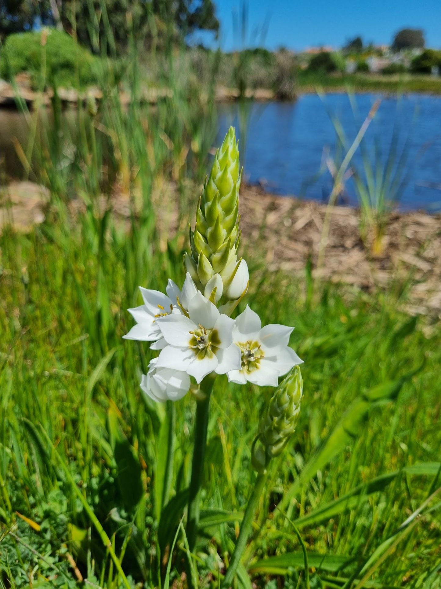  Botterblom Nature Reserve