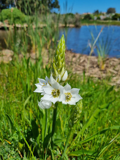  Botterblom Nature Reserve