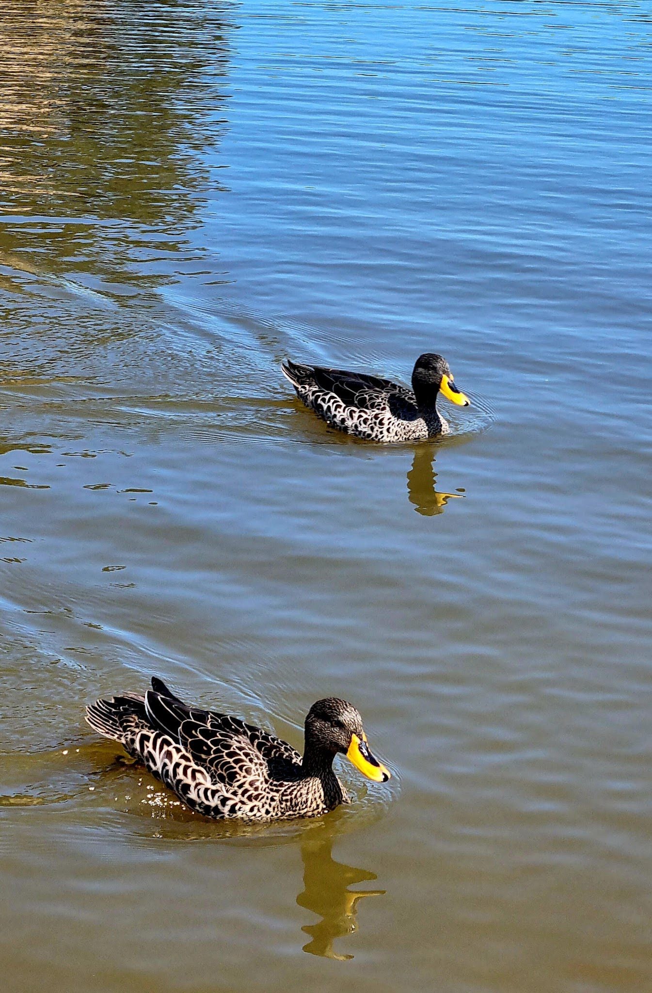  Botterblom Nature Reserve