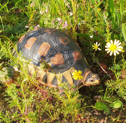  Botterblom Nature Reserve