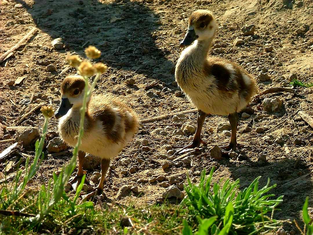  Botterblom Nature Reserve