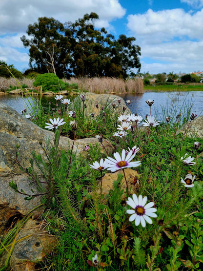  Botterblom Nature Reserve