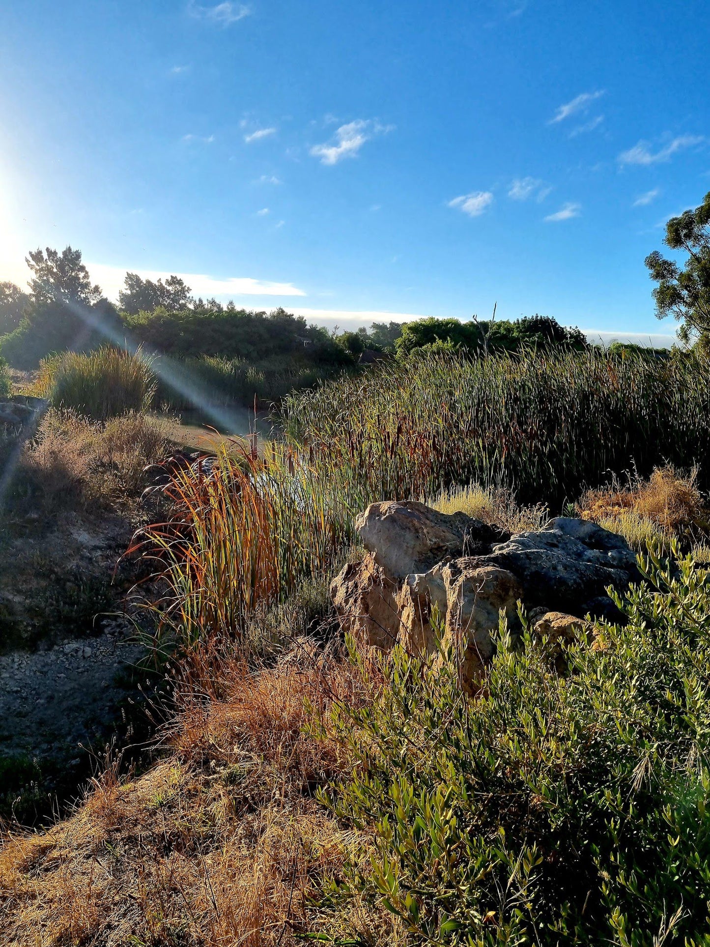  Botterblom Nature Reserve