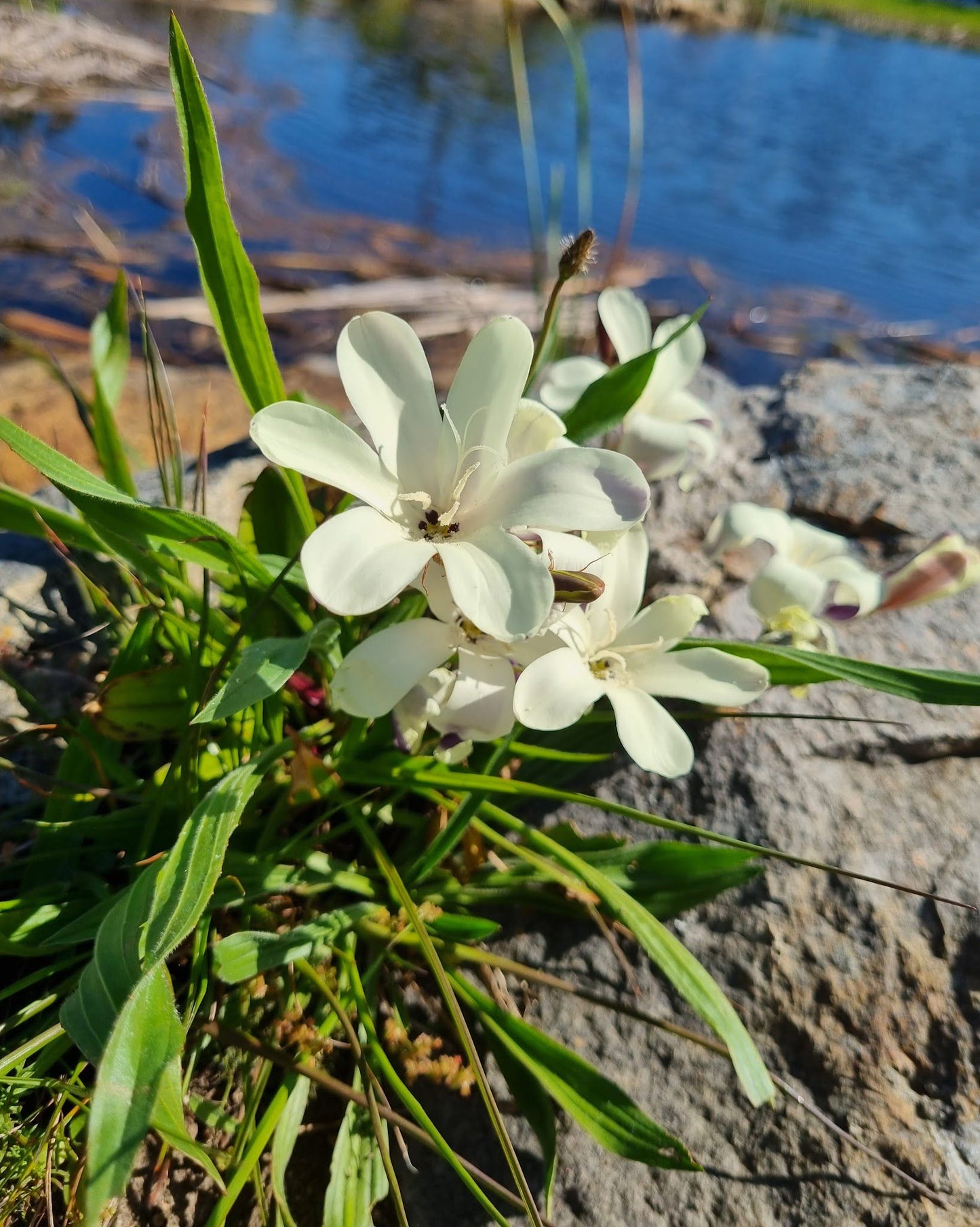  Botterblom Nature Reserve