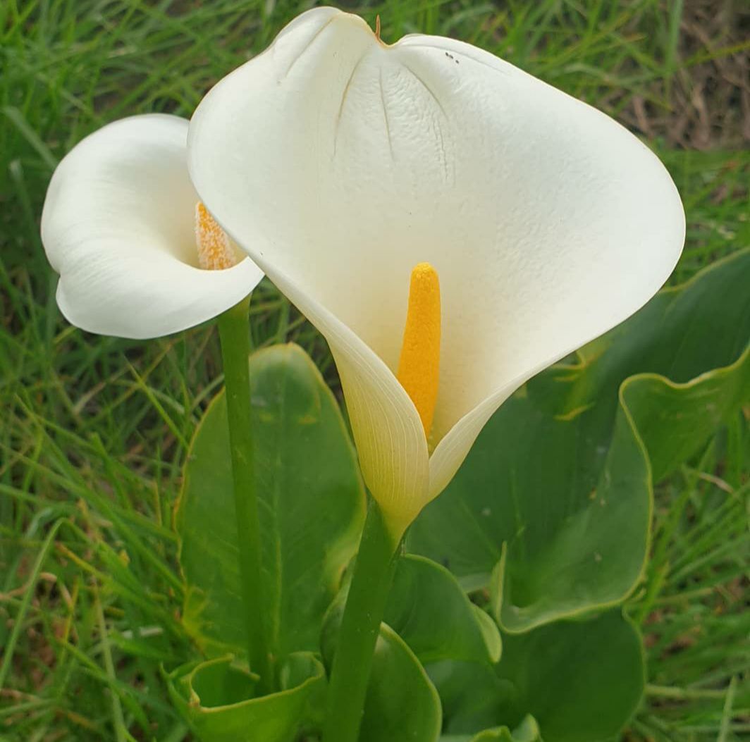  Botterblom Nature Reserve