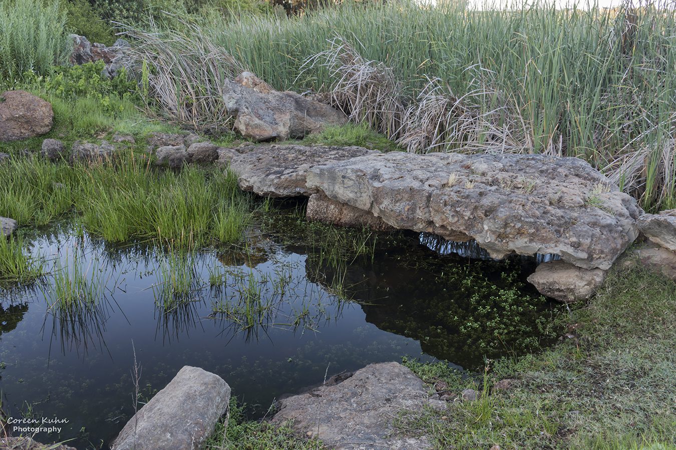  Botterblom Nature Reserve