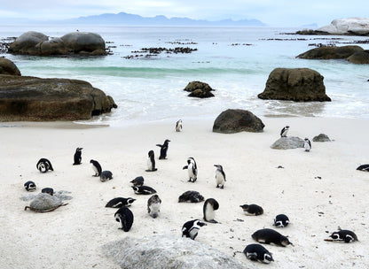  Boulders Beach