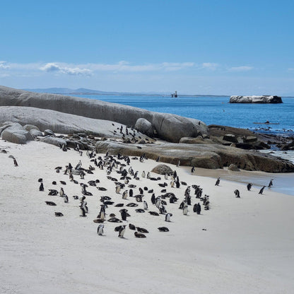  Boulders Beach