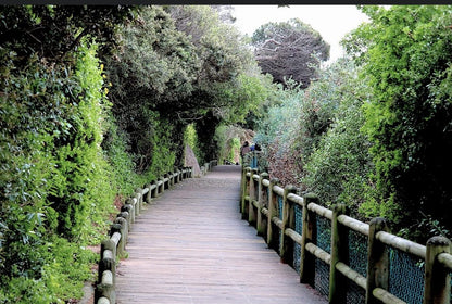  Boulders Beach