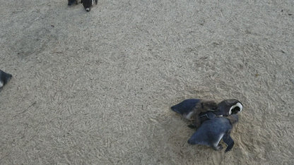  Boulders Beach