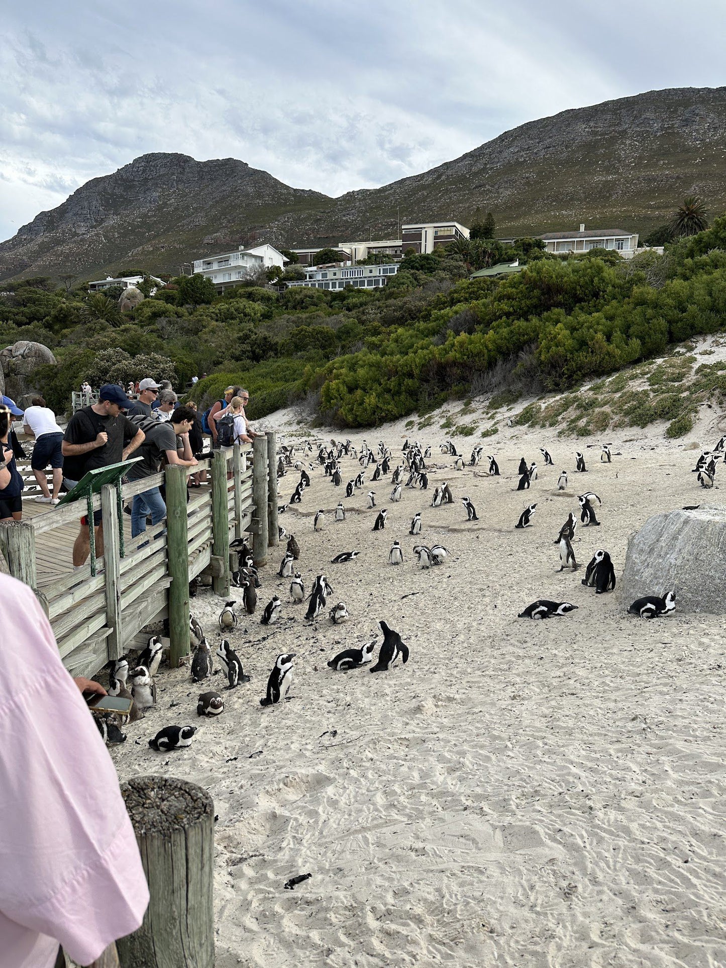  Boulders Beach