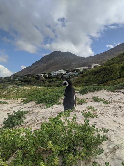  Boulders Beach