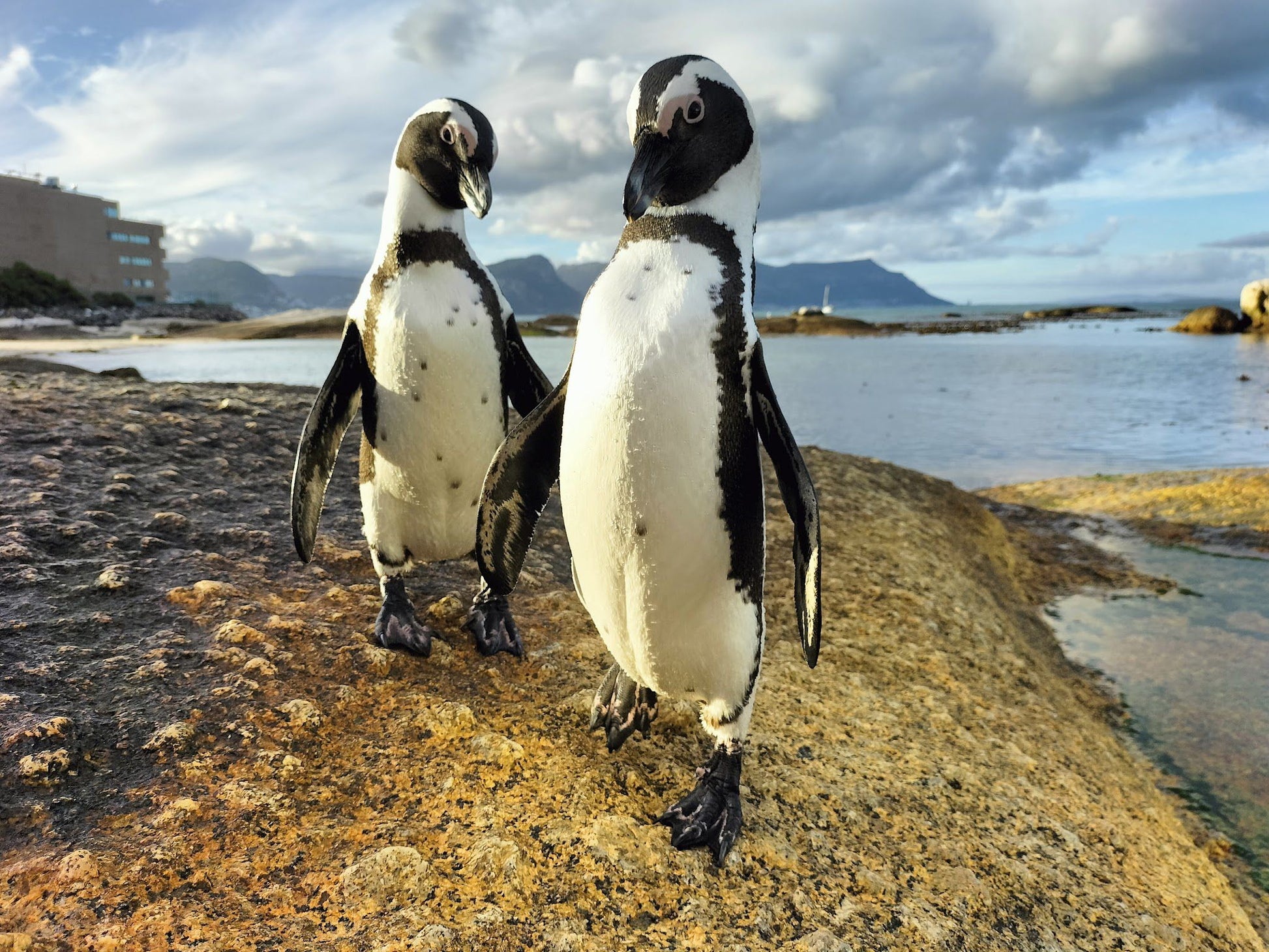  Boulders Beach